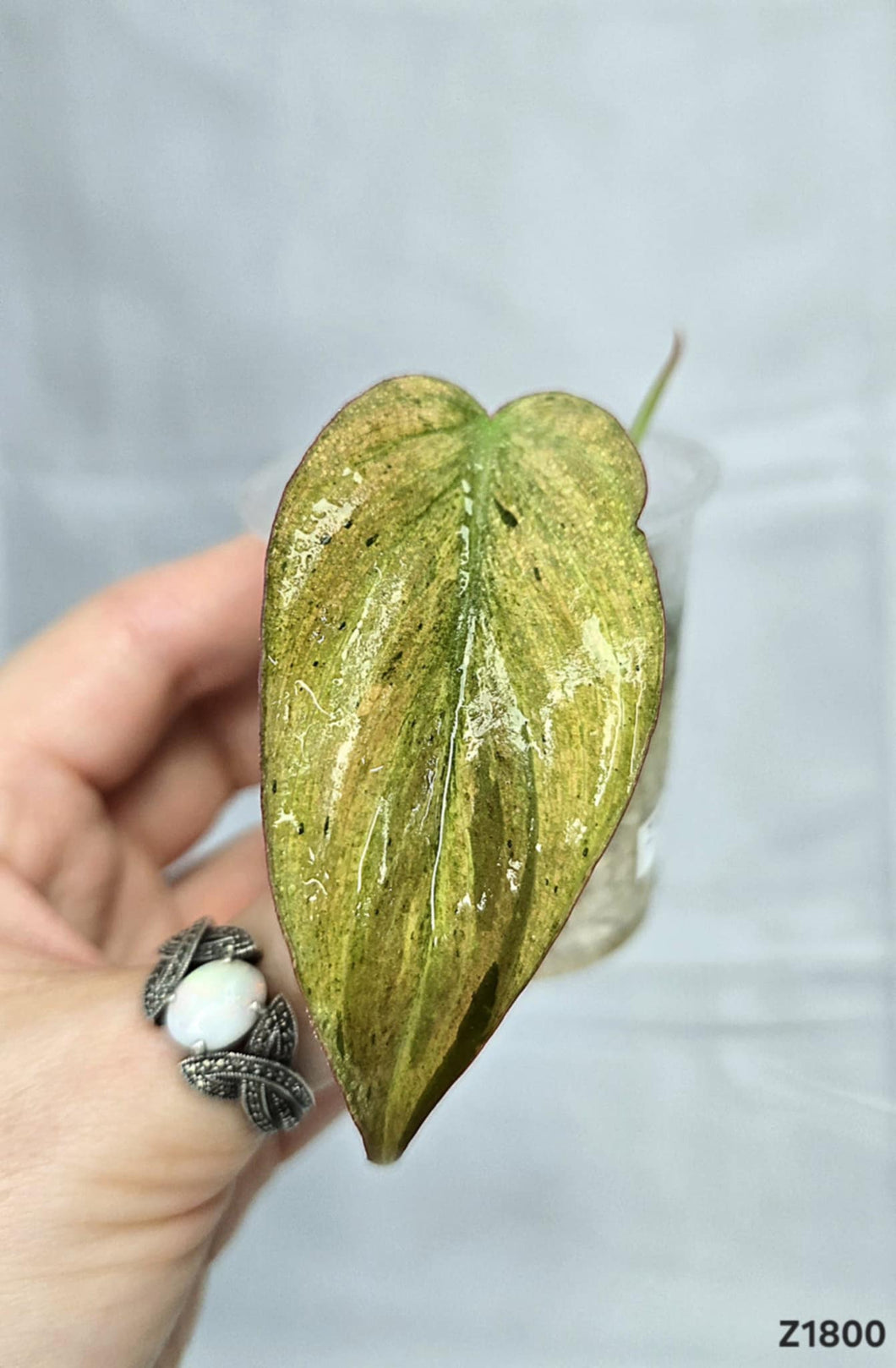 Philodendron Micans Mint #Z1800