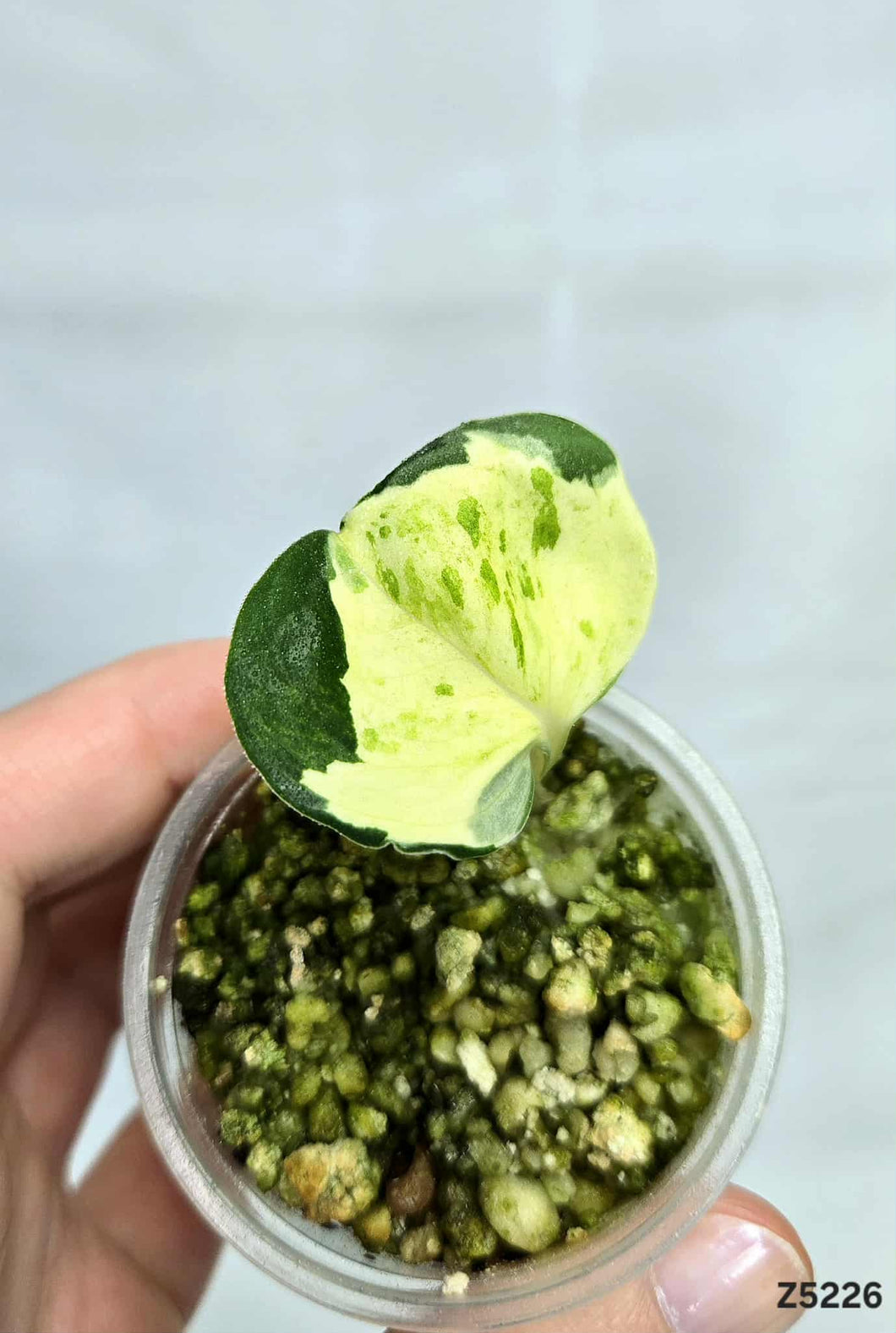 Pothos Manjula #Z5226