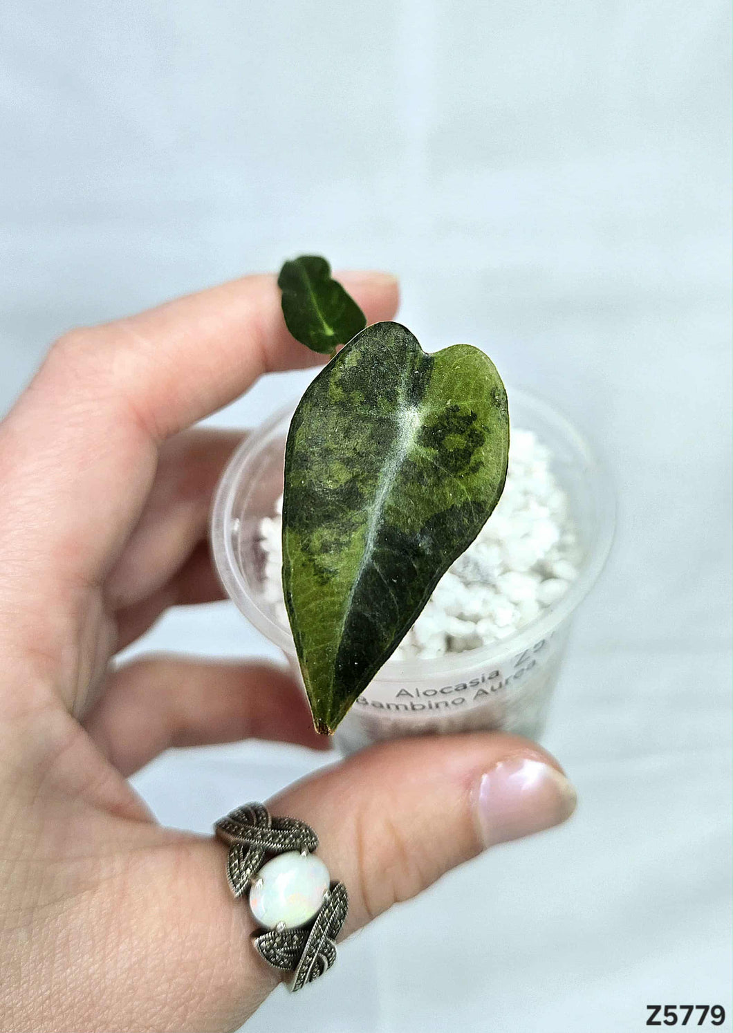 Alocasia Bambino Aurea  #Z5779