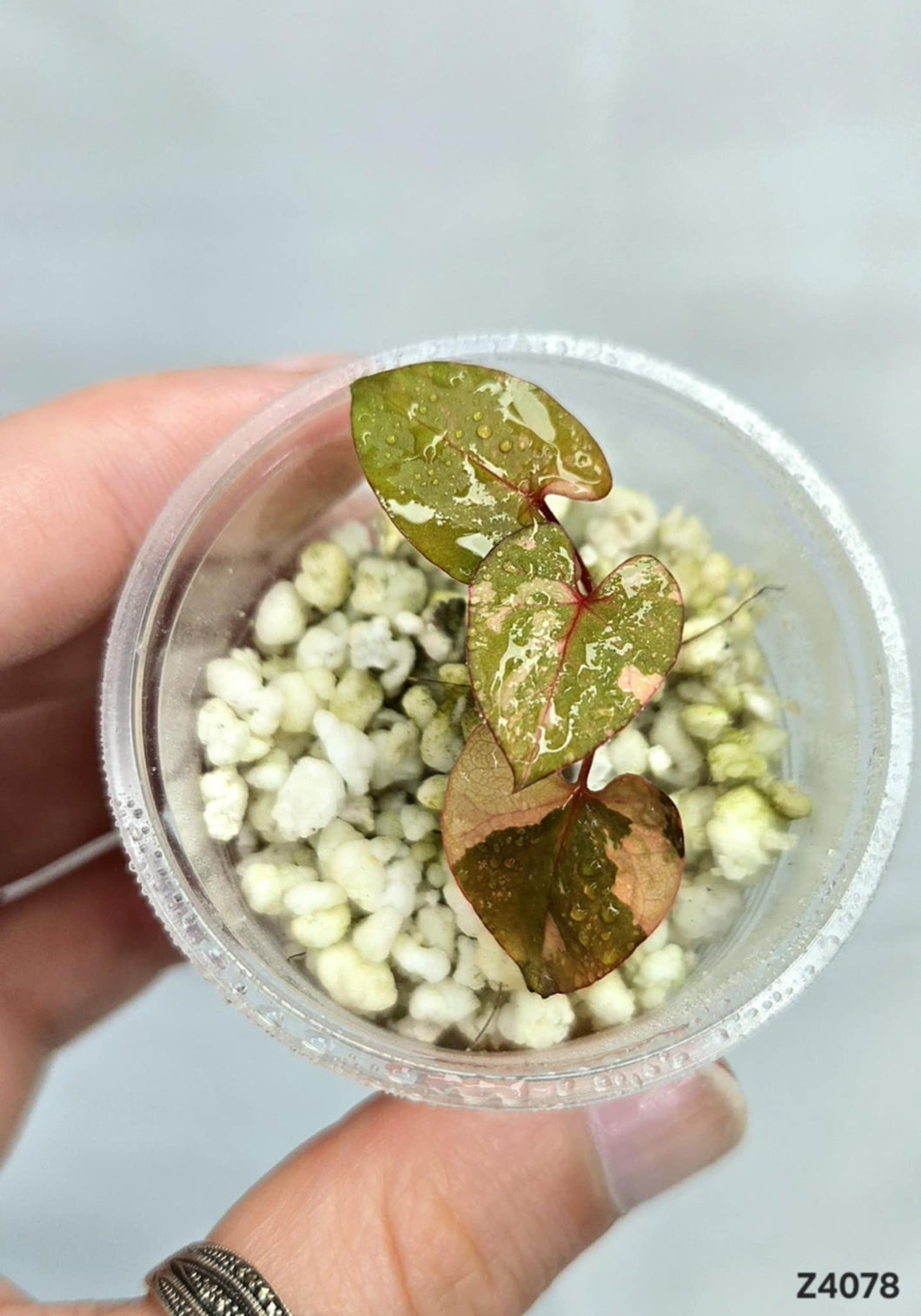 Fallopia Multiflora Variegata #Z4078
