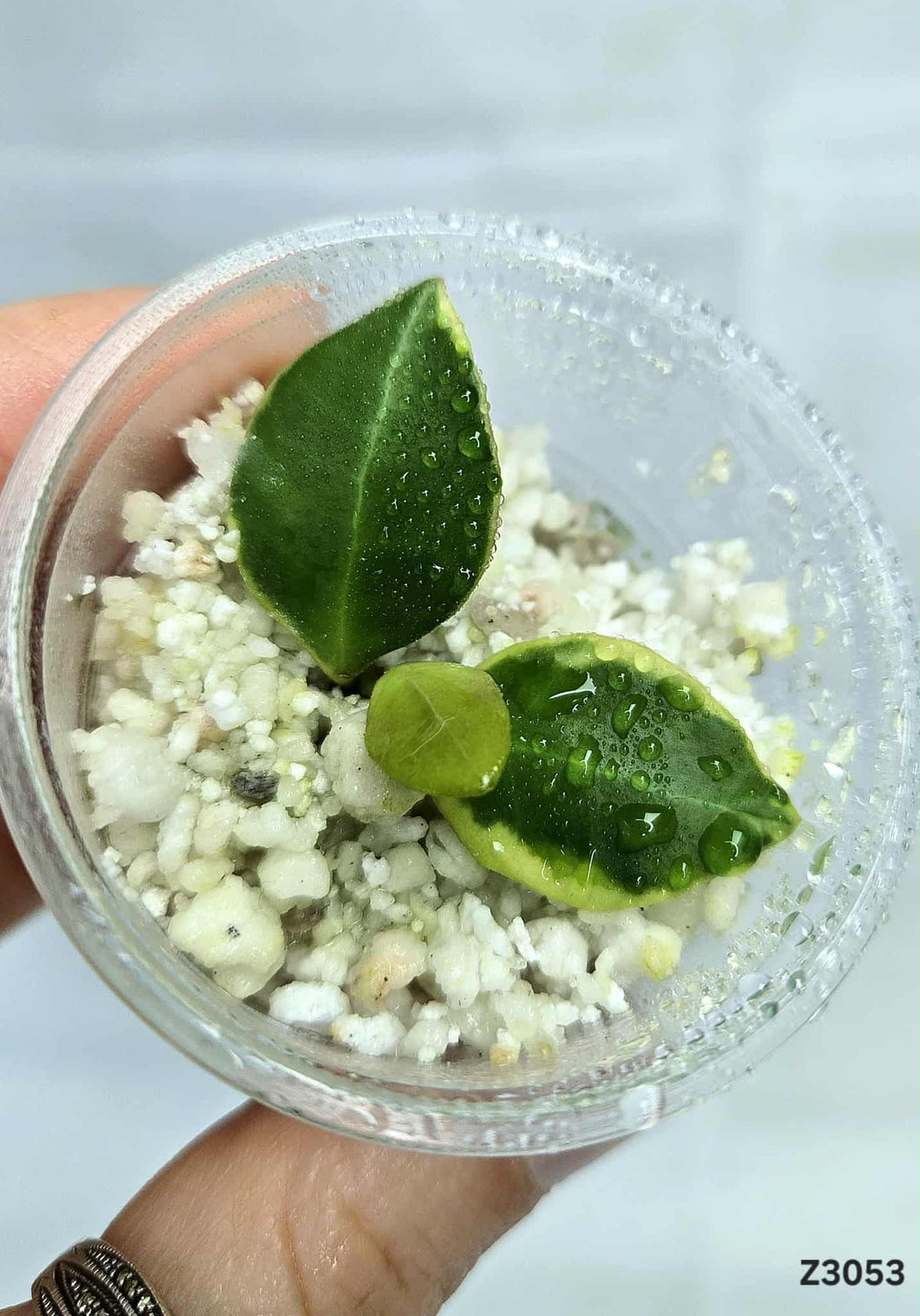 Hoya Heuschkeliana Albo ⭐️ #Z3056