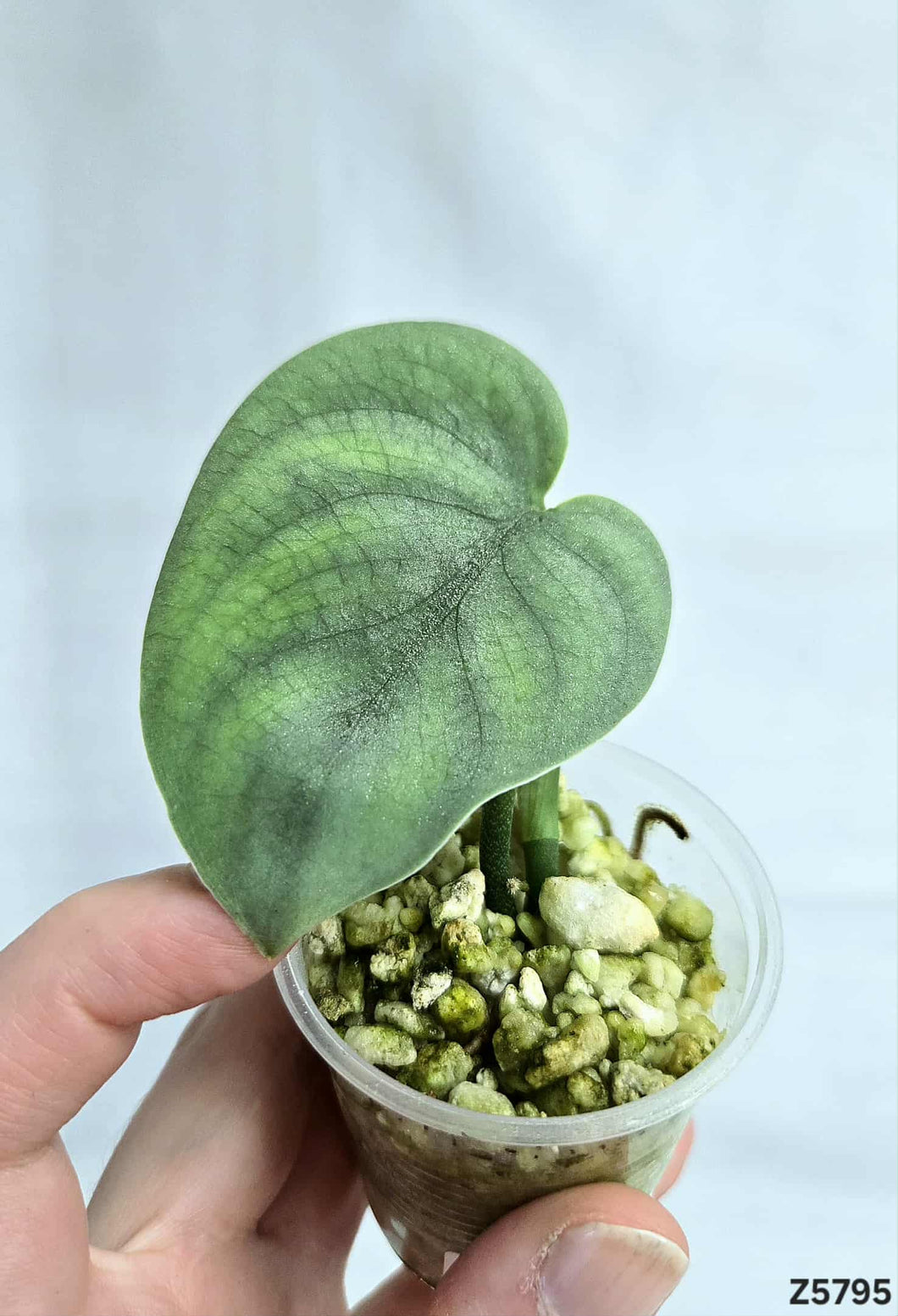 Scindapsus Platinum #Z5795