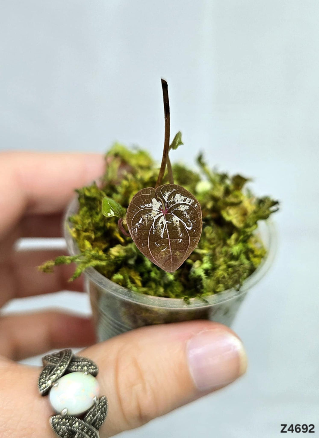 Dioscorea Dodecaneura #Z4692