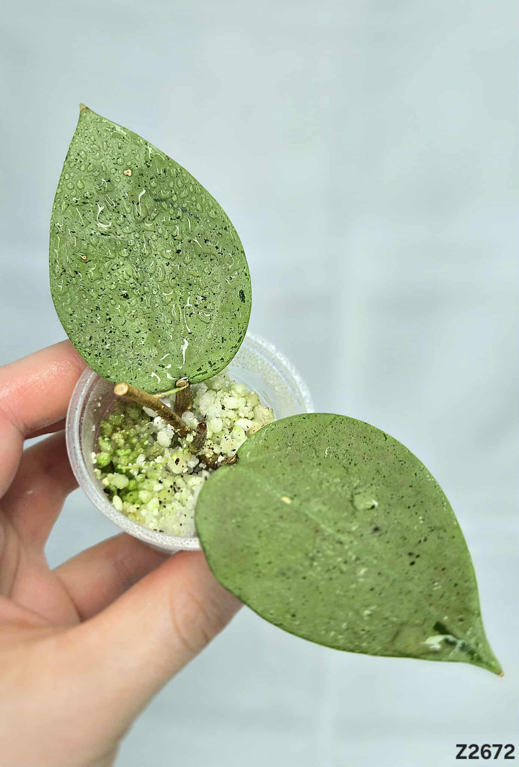 Hoya Parasitica Silver ⭐️ #Z2672