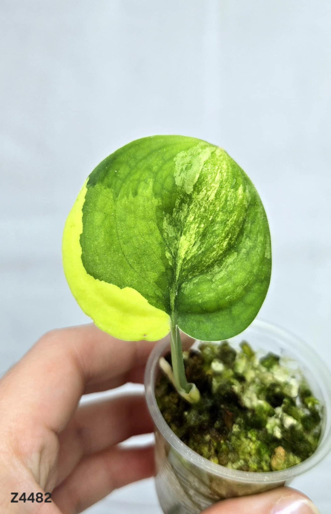 Scindapsus Jade Satin Variegata #Z4482
