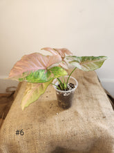 Charger l&#39;image dans la galerie, Syngonium pink fleked
