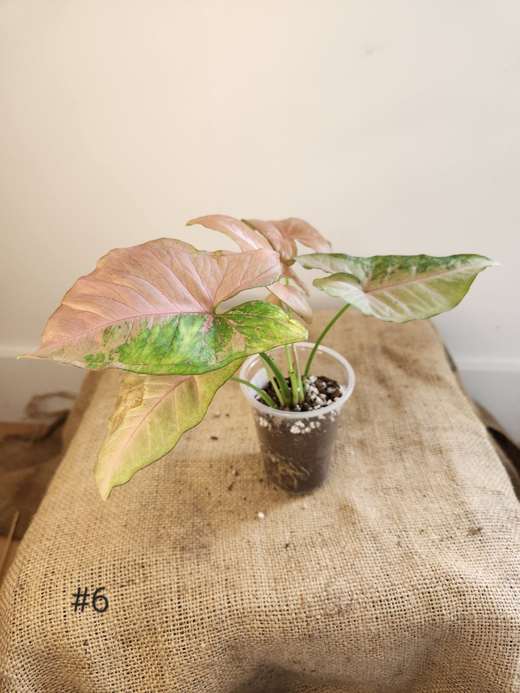 Syngonium pink fleked