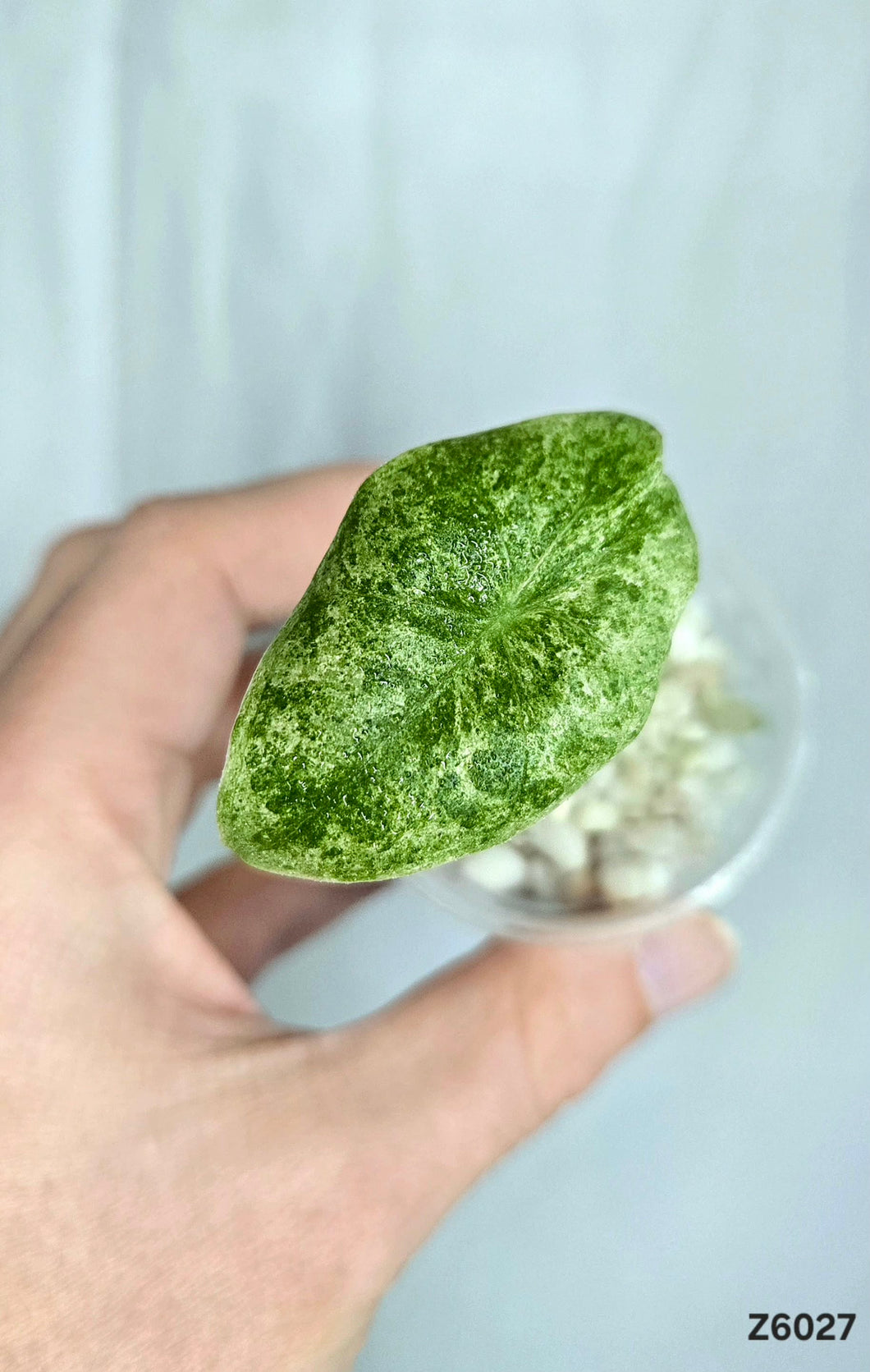 Alocasia Longiloba Mint #Z6027