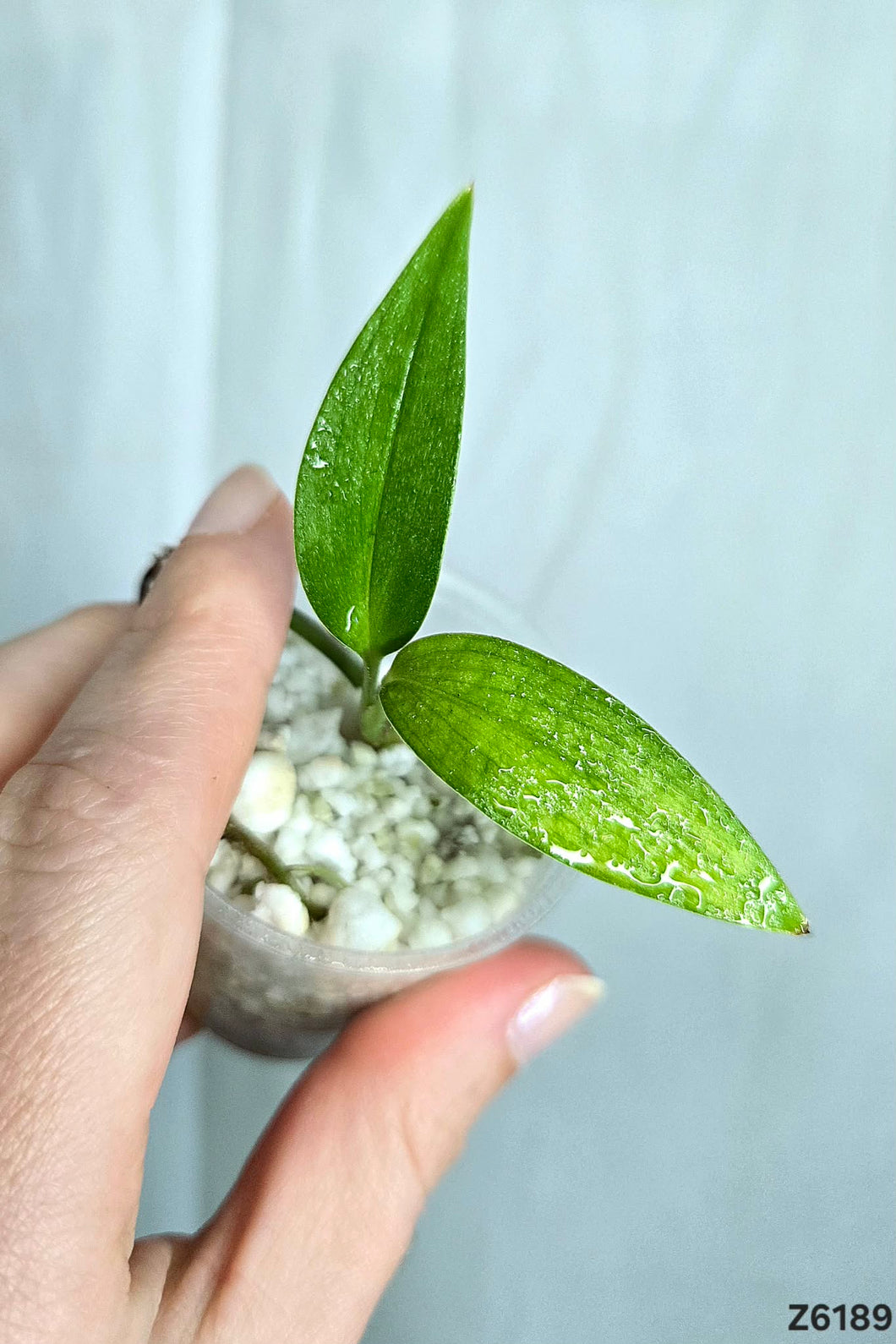 Epipremnum Amplissimum Variegata #Z6189