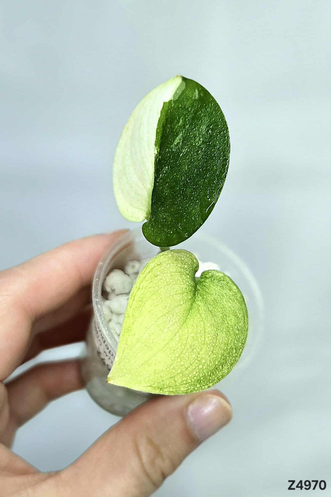 Scindapsus Jade Satin White Mint #Z4970