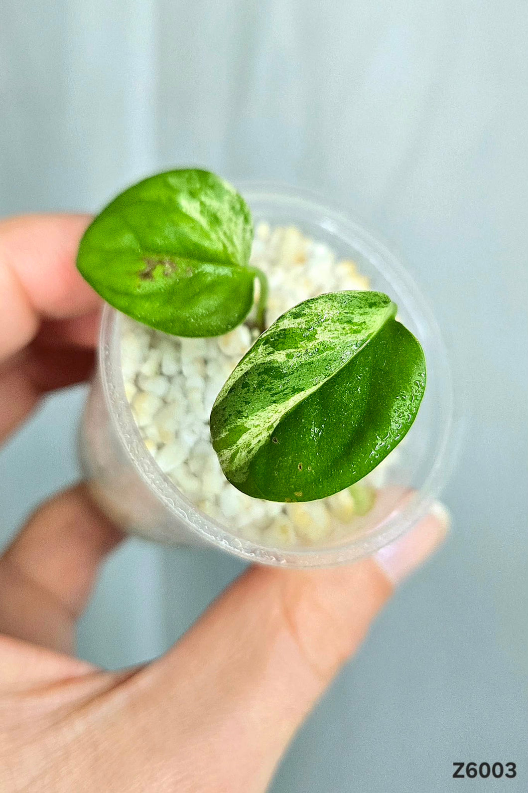 Epipremnum Pinnatum Marble #Z6003