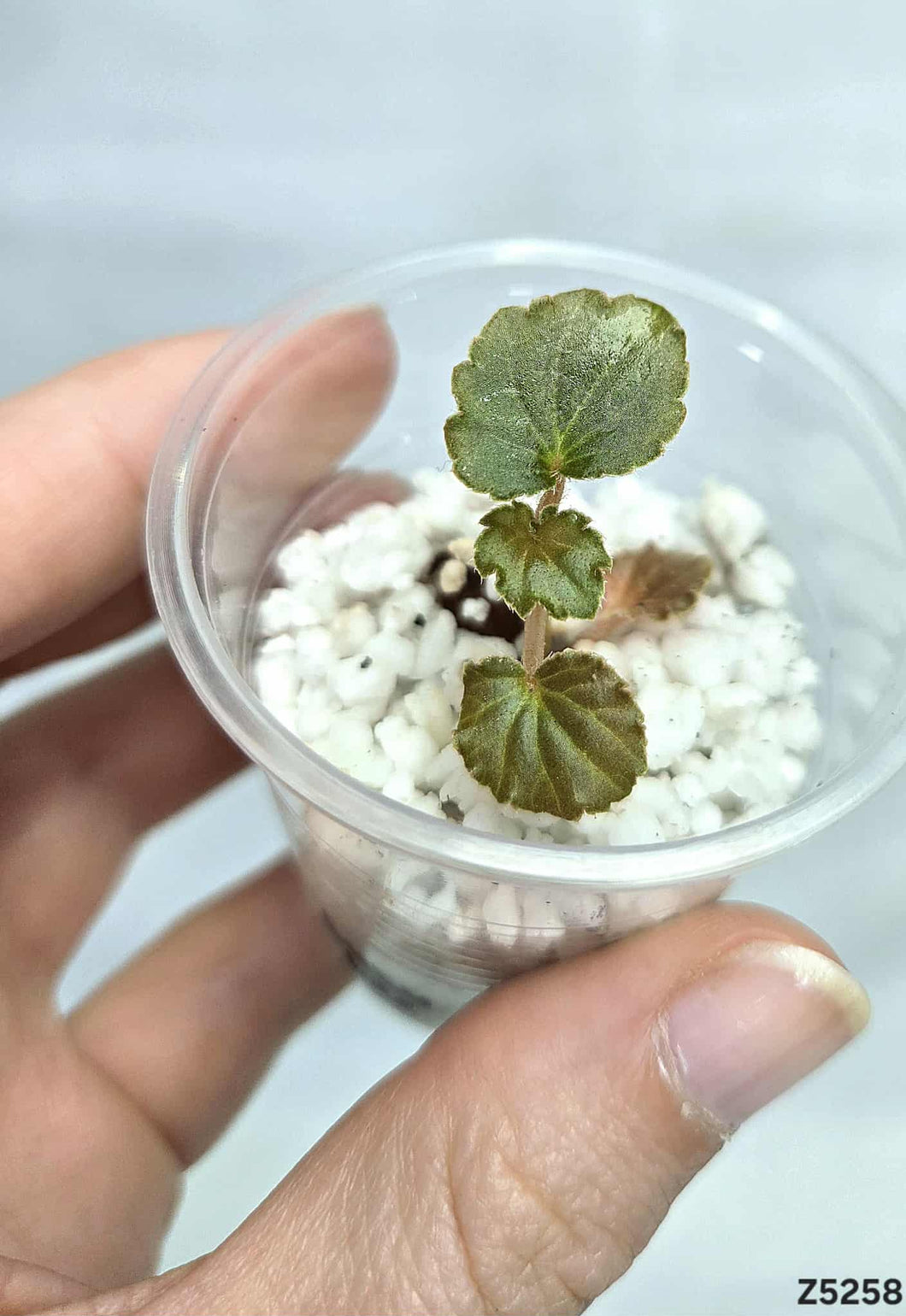 Bégonia Cucullata #Z5258