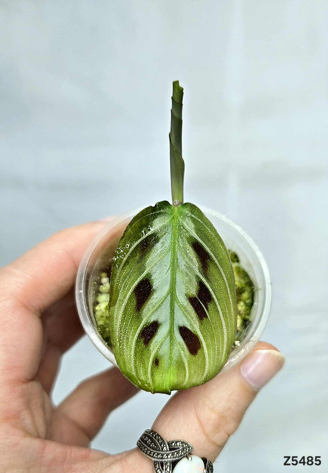 Maranta Noire ⭐️ #Z5485