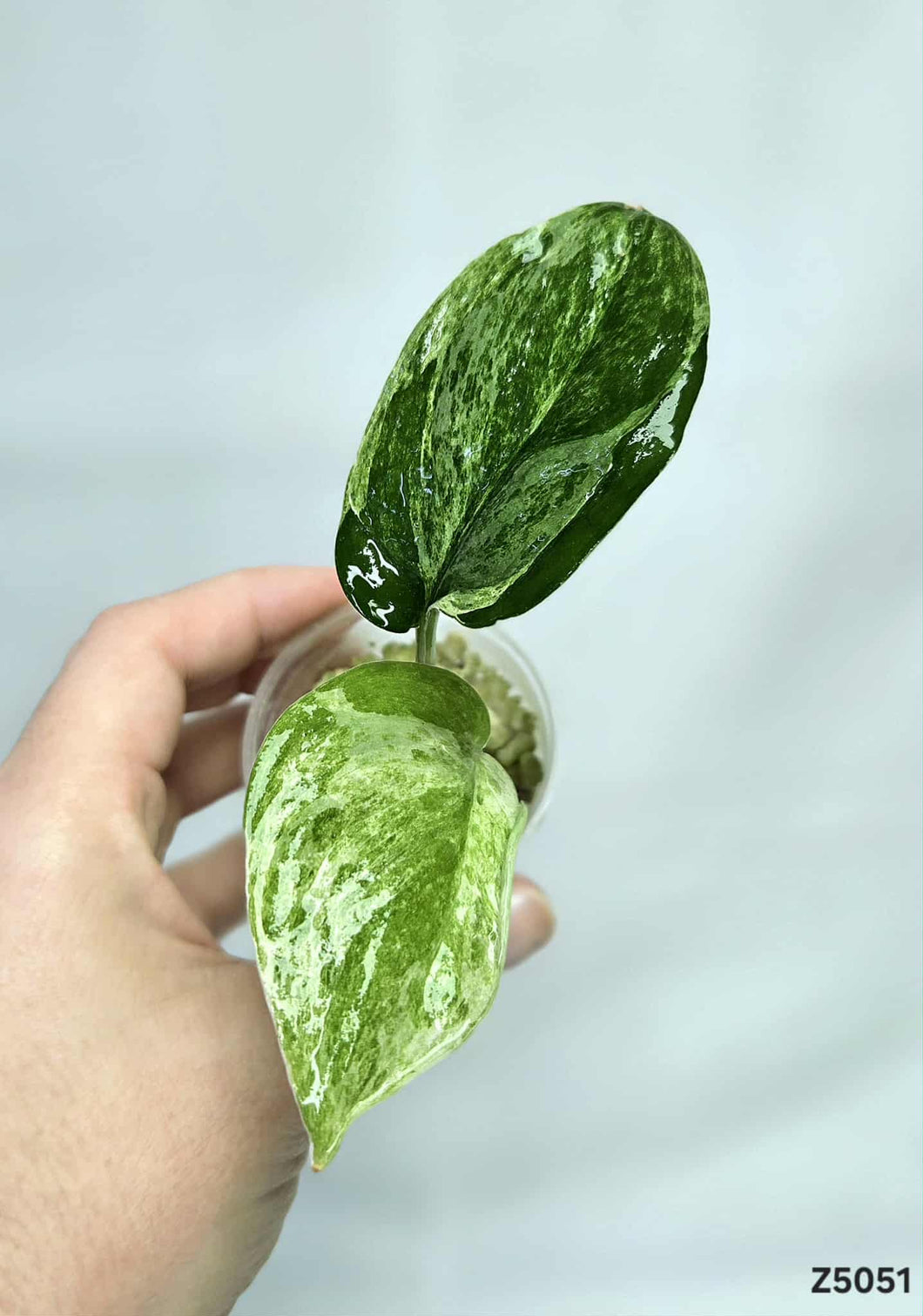 Scindapsus Jade Satin Mint #Z5051