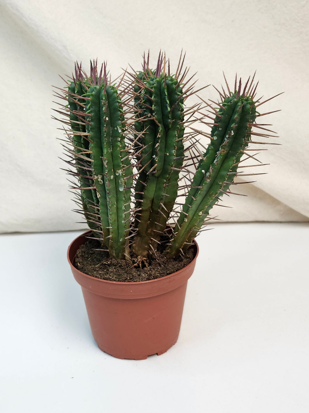 Cactus anapolia pentagonia