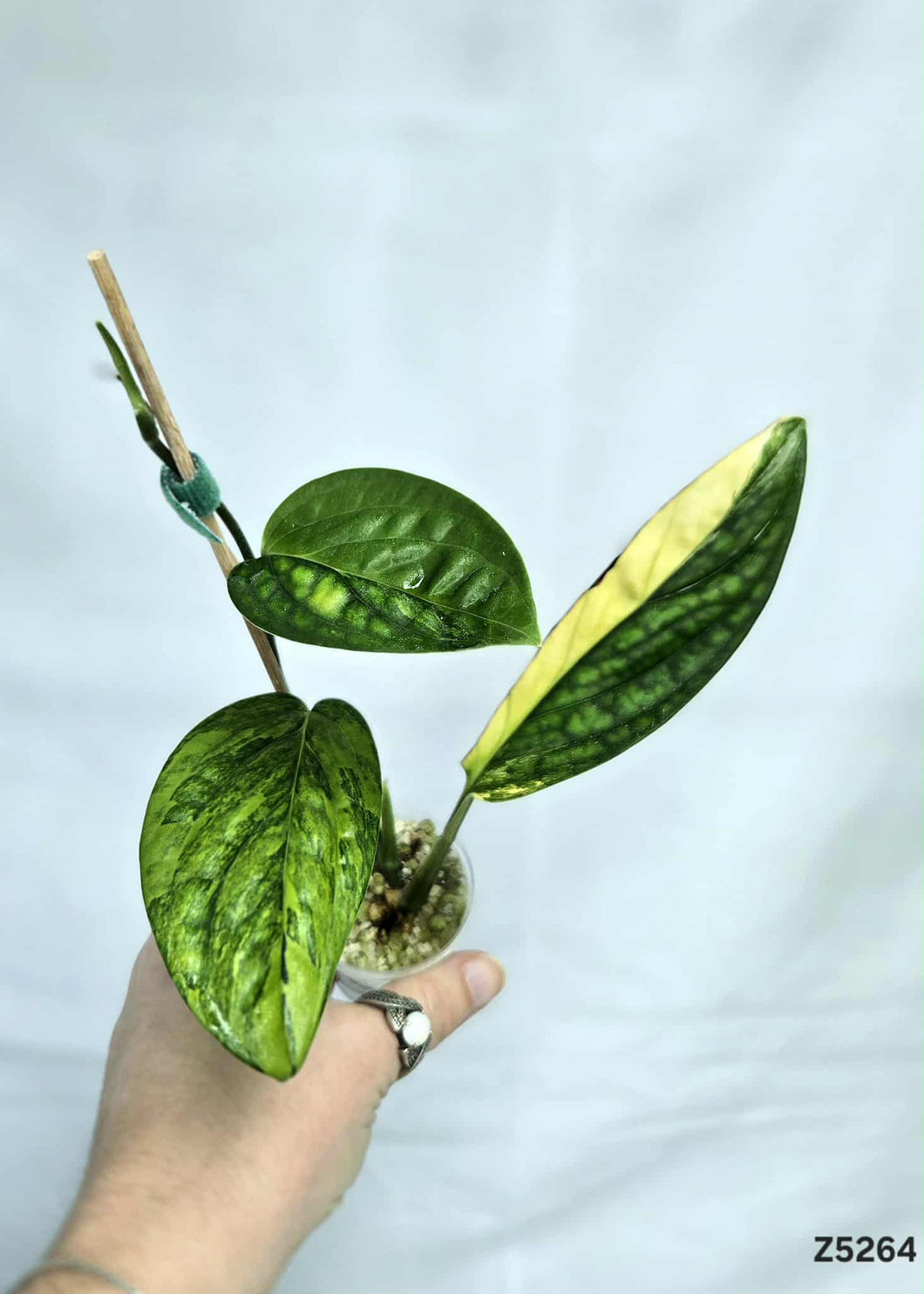 Monstera Péru Variegata #Z5264