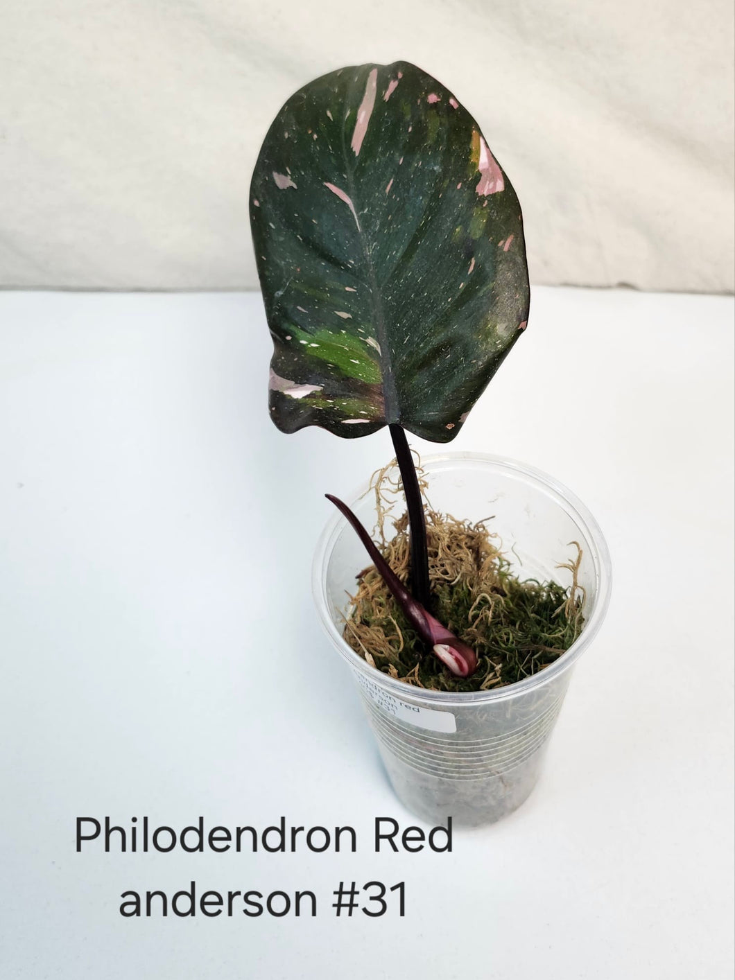 Philodendron red  anderson # 31