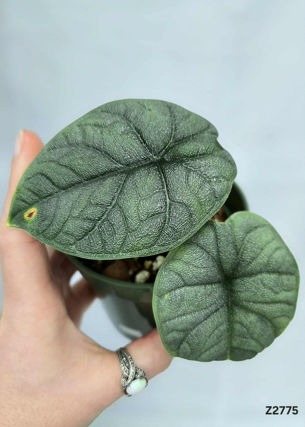 Alocasia Melo  #Z2775