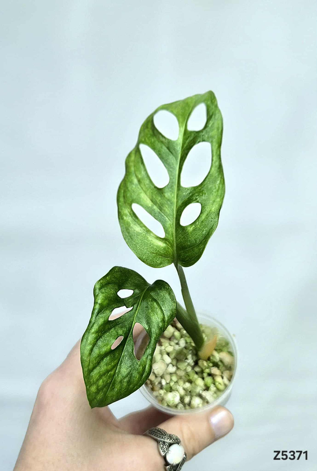Monstera Adansonii Mint #Z5371