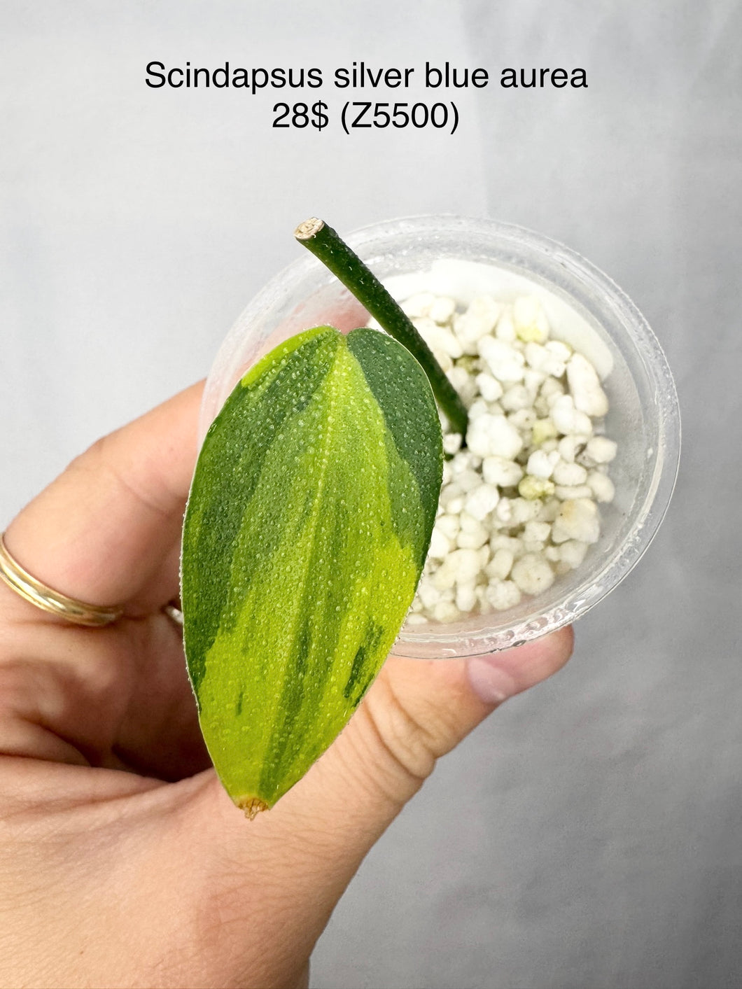 Scindapsus Silver Blue Aurea #Z5500