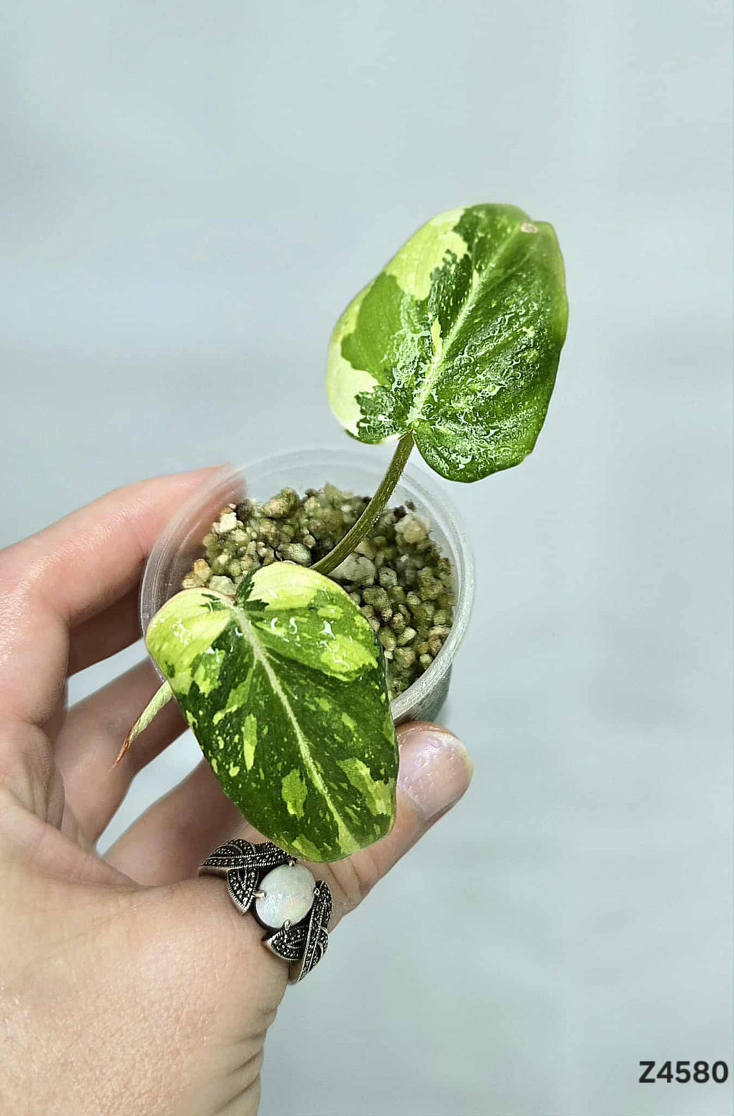 Philodendron Gloriosum Variegata #Z4580