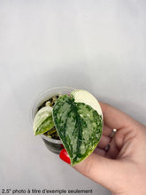 Load image into Gallery viewer, Scindapsus Mayari
