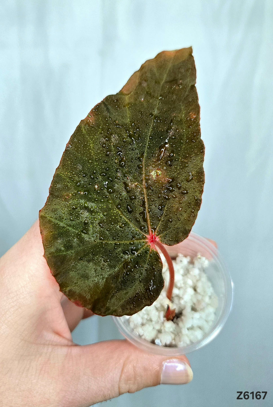 Bégonia Amphioxus X Pavonia Dark Form  #Z6167