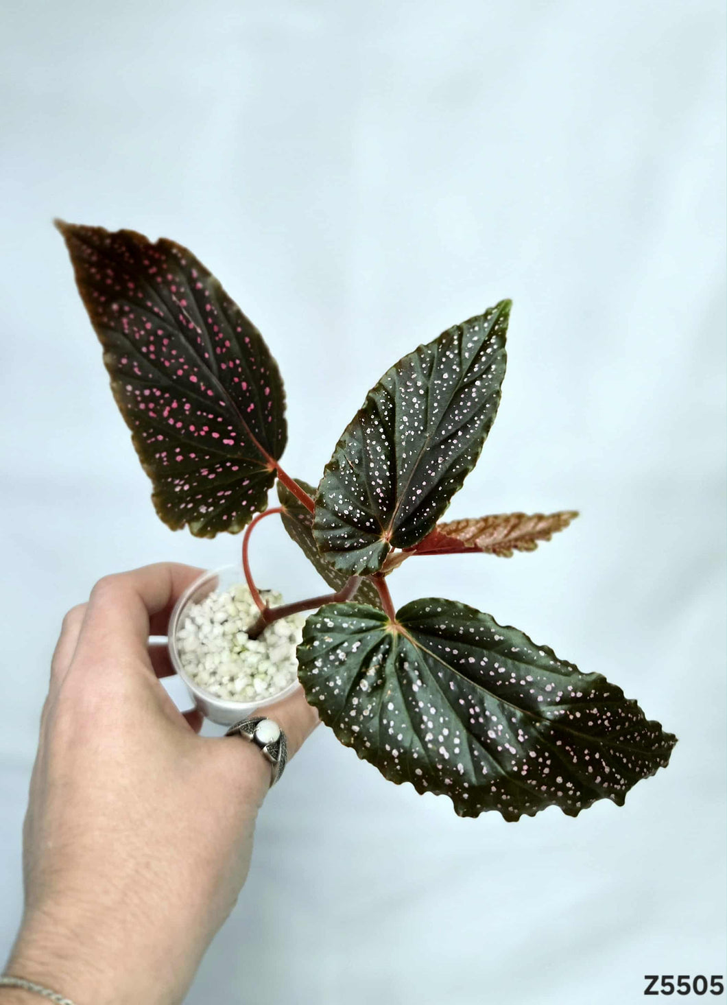 Bégonia Benigo Pink #Z5505
