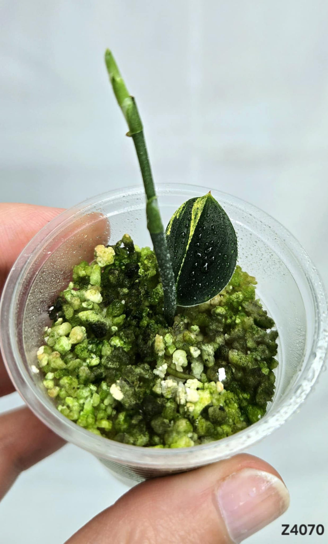 Scindapsus Treubii Dark Variegata #Z4070