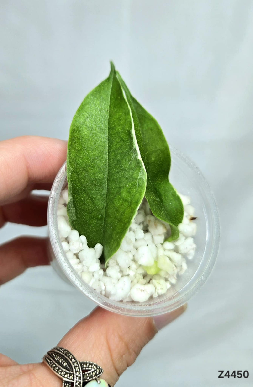 Hoya Buotii Albo ⭐️ #Z4450