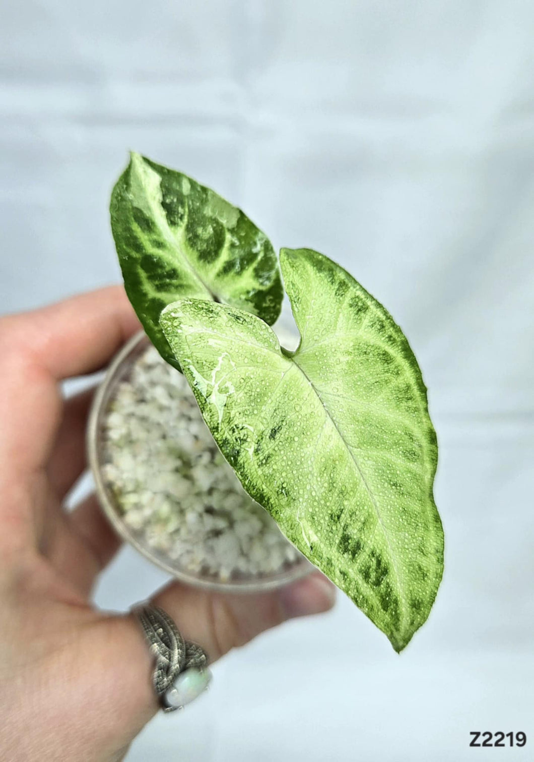 Syngonium Batik Variegata #Z2219