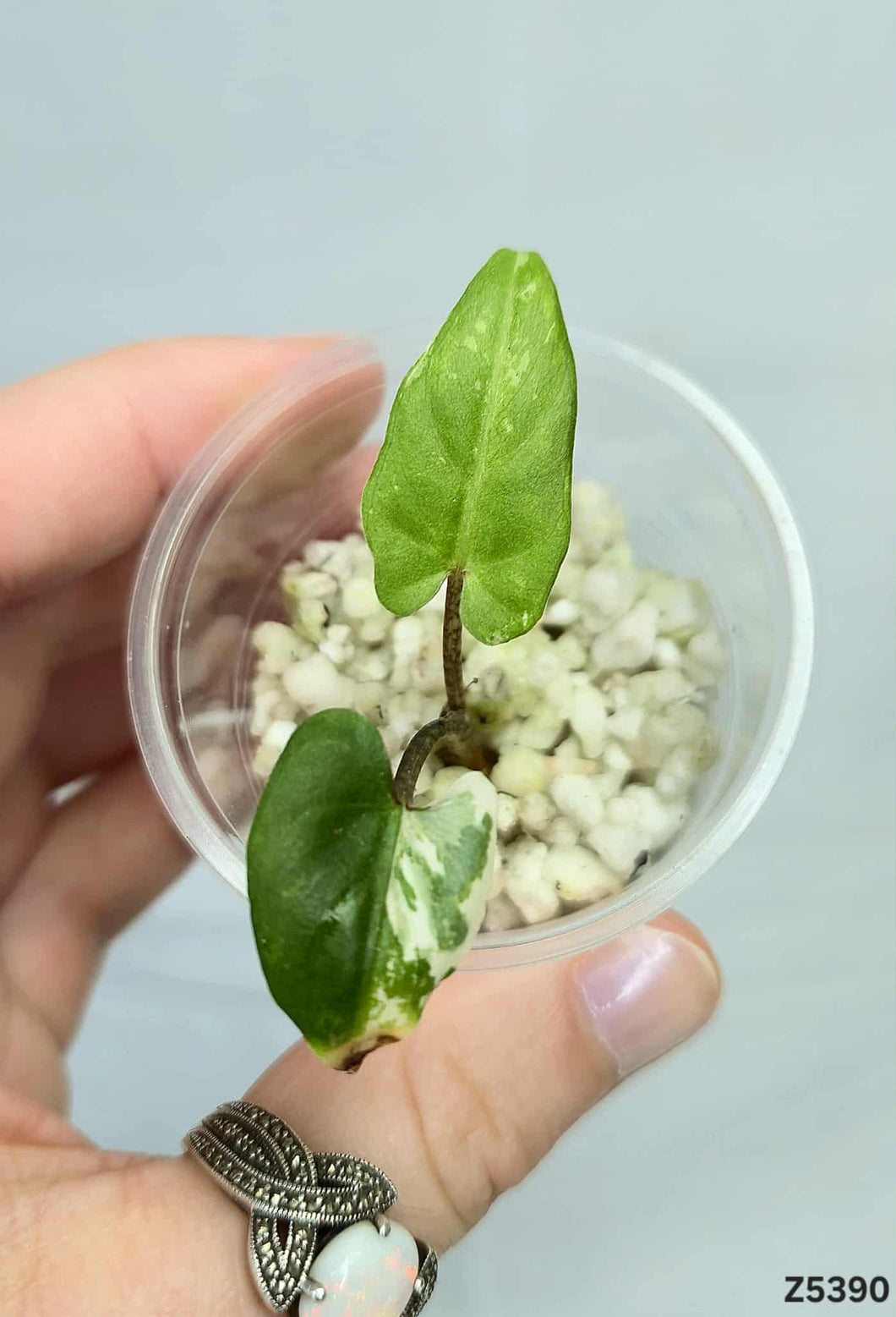 Alocasia Lauterbachiana White  (offshoot) #Z5390