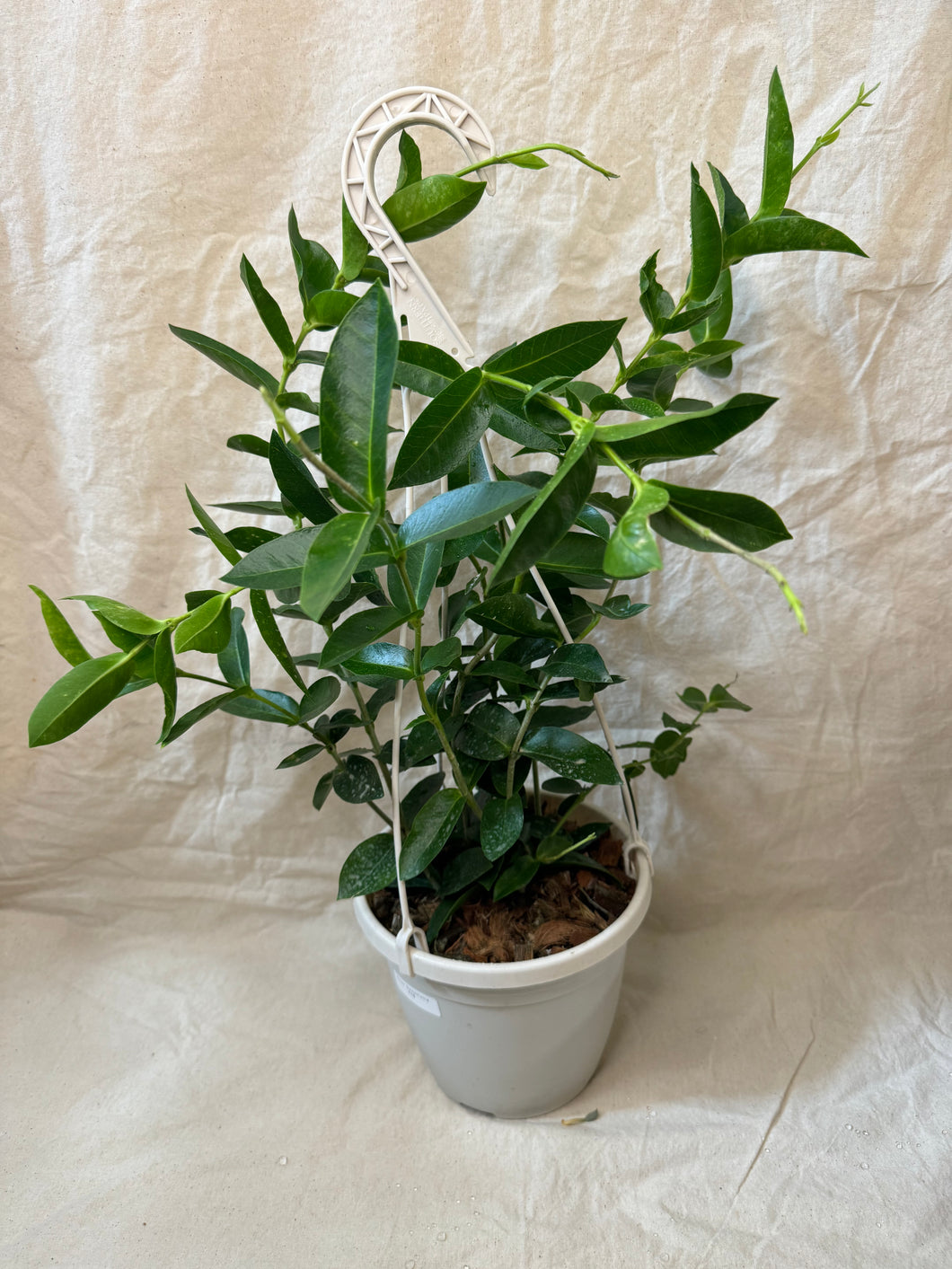 Hoya  densifolia ⭐️