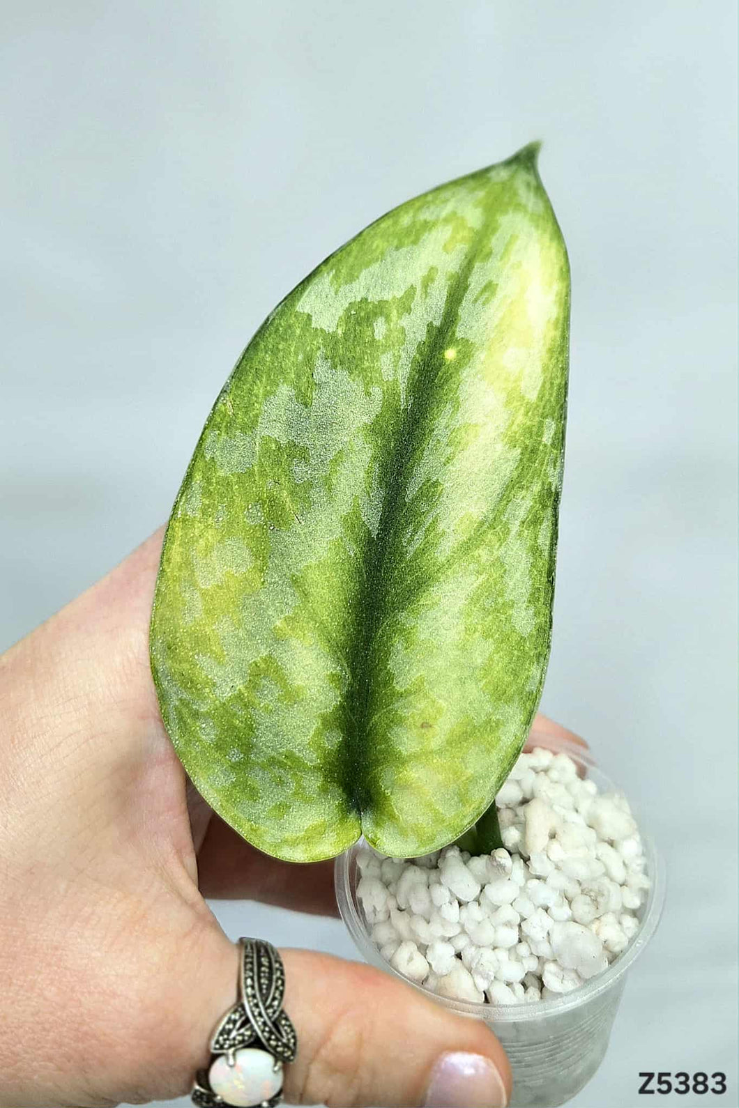 Scindapsus Lakambini #Z5383