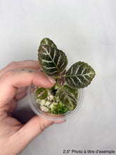 Load image into Gallery viewer, Episcia Cupreata⭐️

