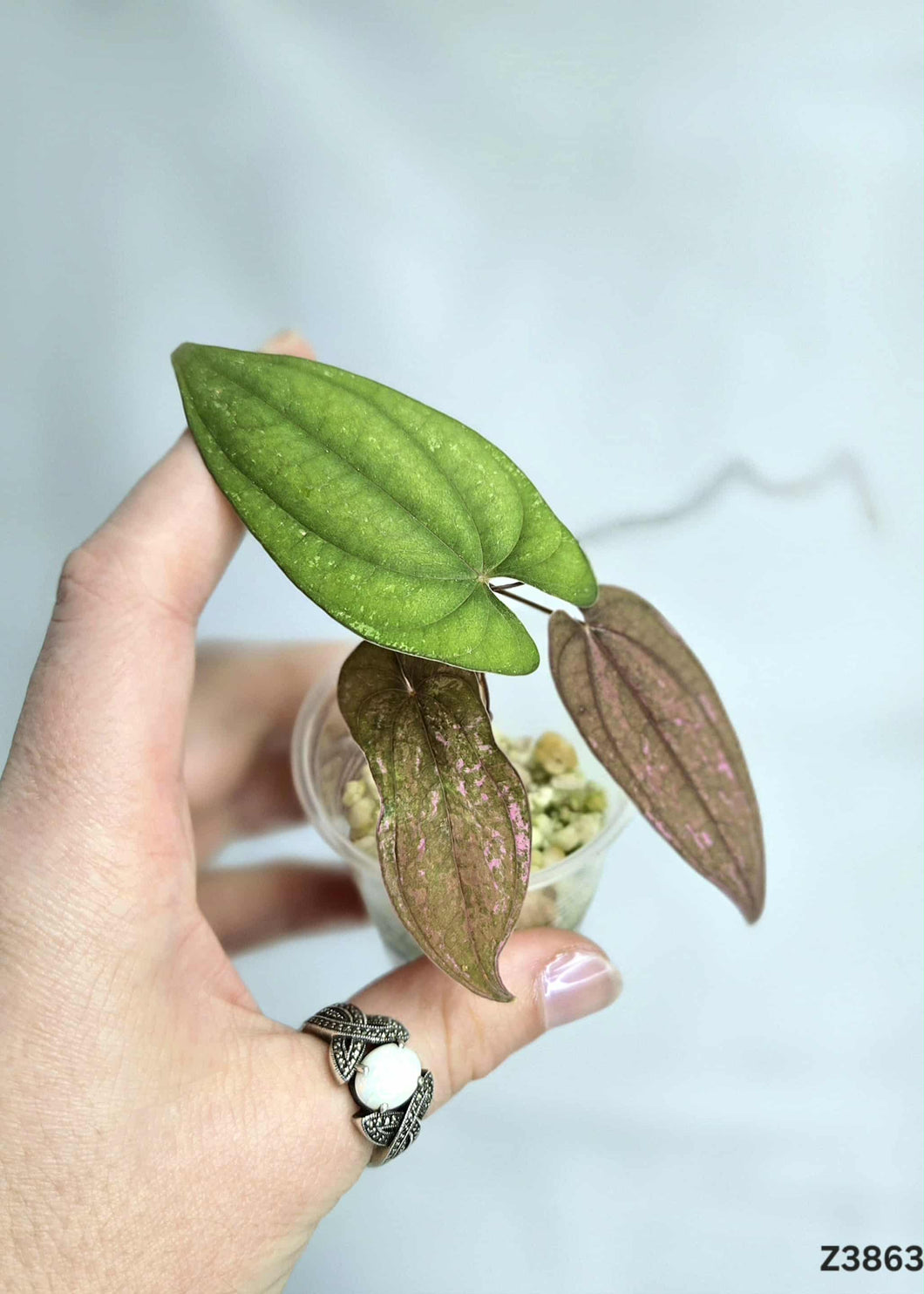 Dioscorea Pixel Pink #Z3863