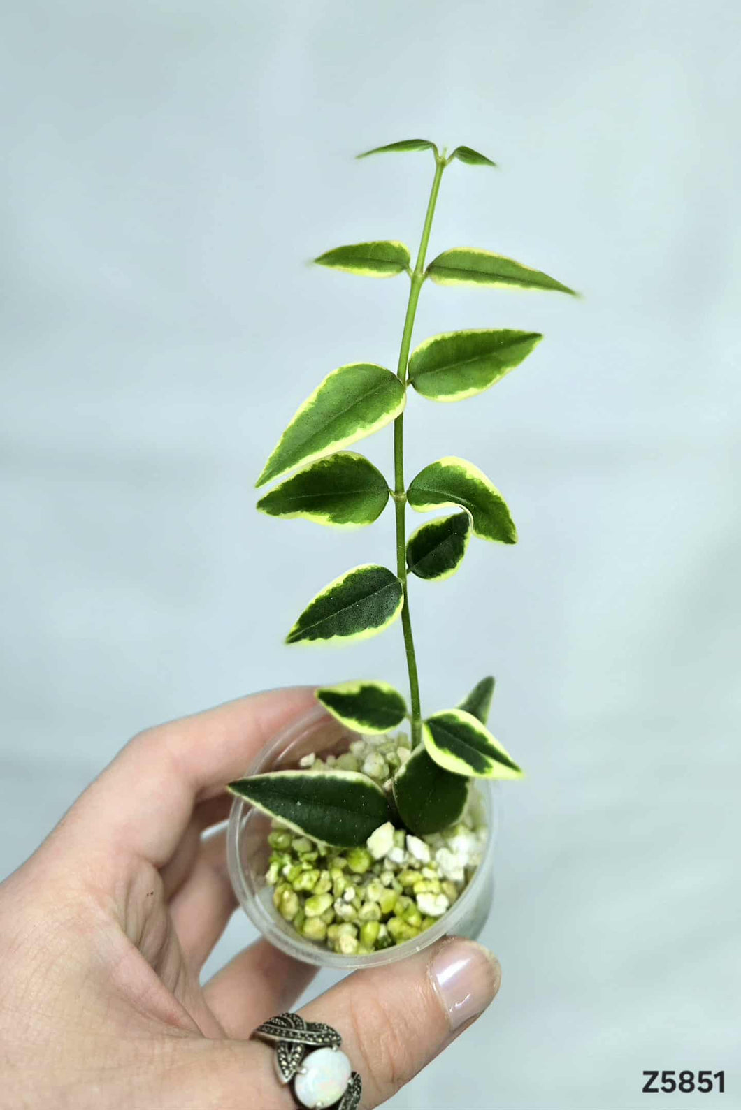 Hoya Bella Albomarginata ⭐️ #Z5851