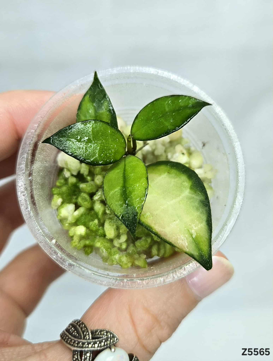 Hoya Lacunosa Red Leaves ⭐️ #Z5565
