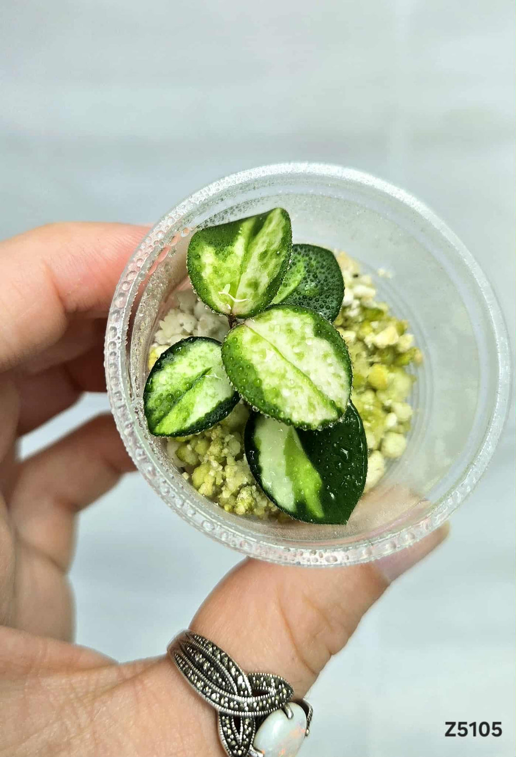 Hoya Mathilde Variegata ⭐️ #Z5105