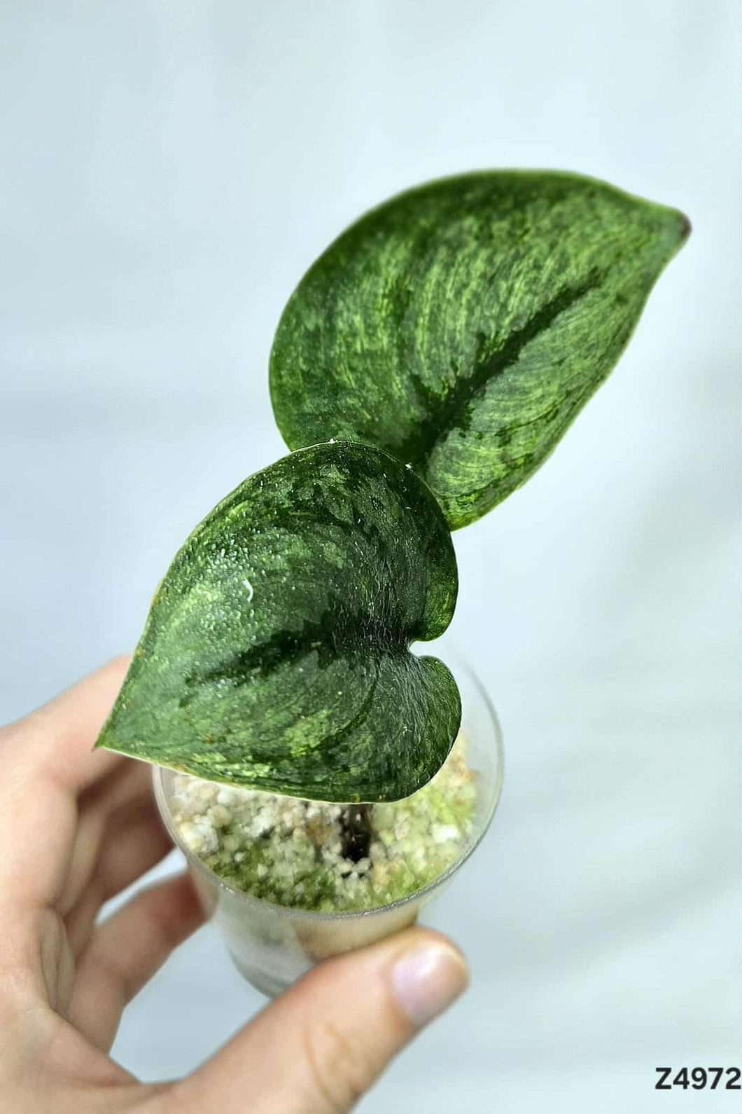 Scindapsus Exotica Mint #Z4972