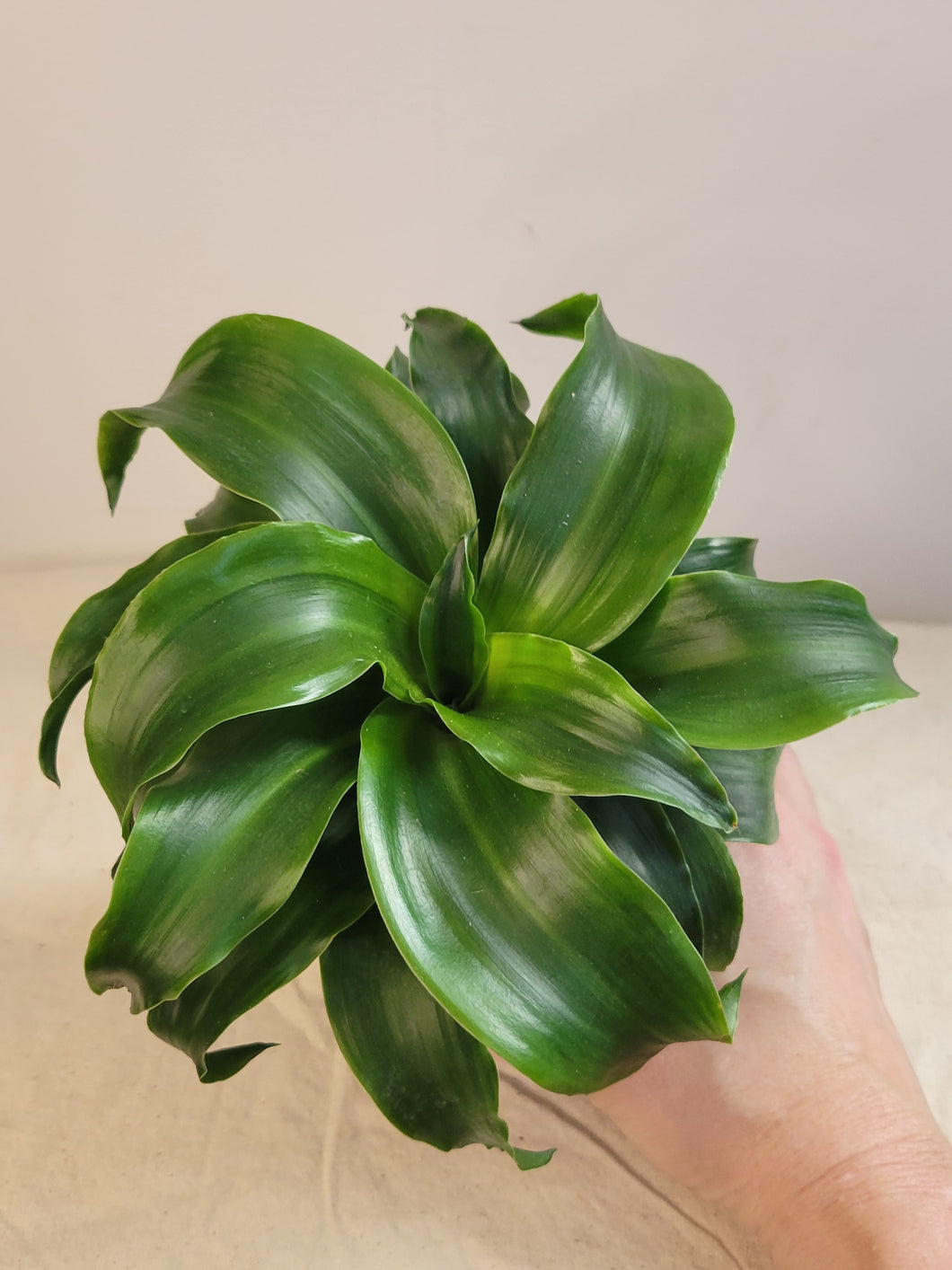 Dracaena twist