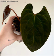 Load image into Gallery viewer, Anthurium Papi Hybrid X AOS
