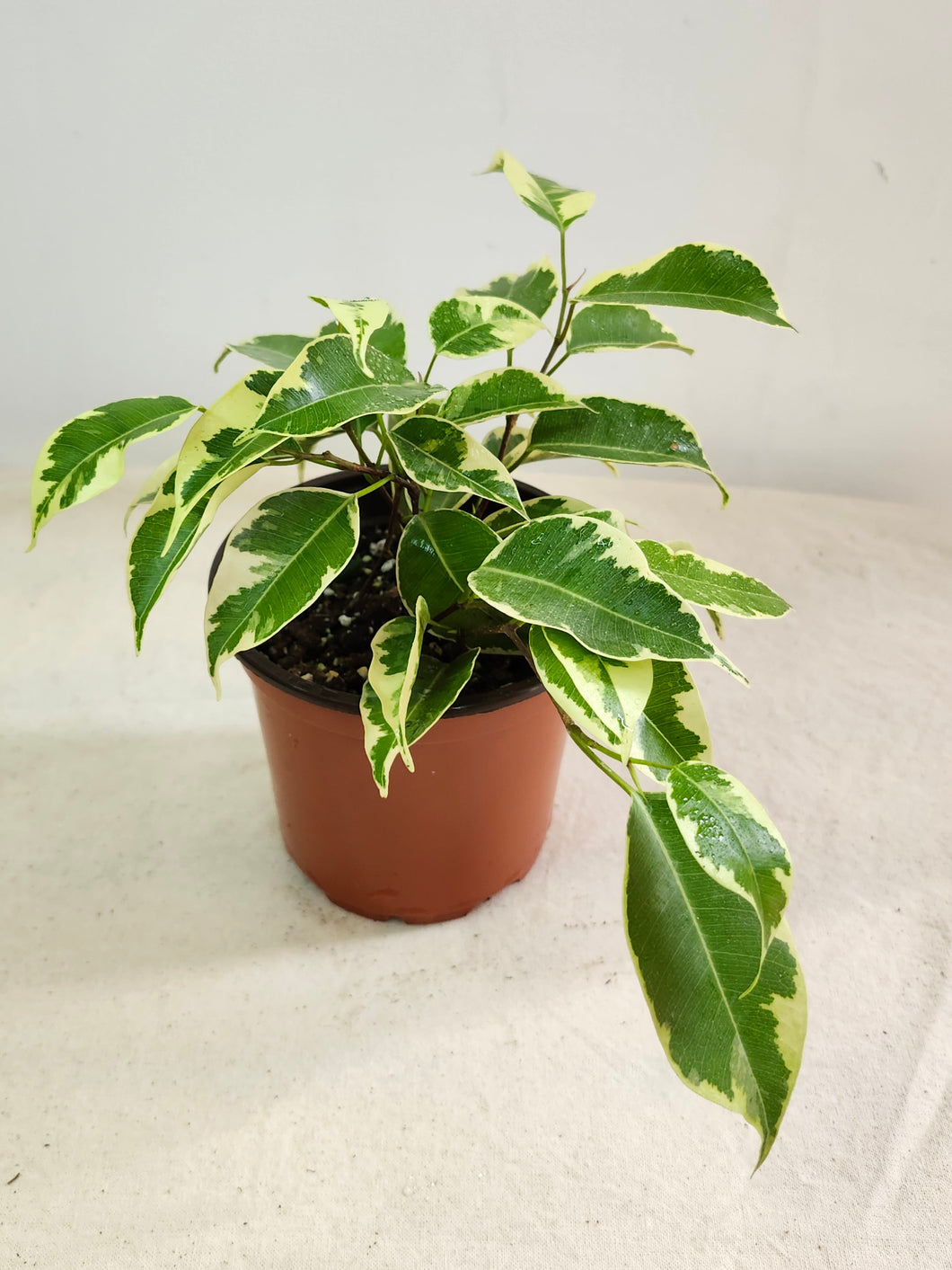 Ficus benjamina variegata