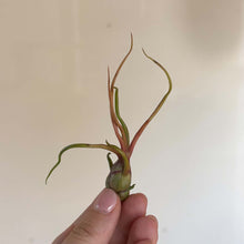 Charger l'image dans la galerie, Plante aérienne Tillandsia aux feuilles vertes et pointes brunes, tenue à la main.
