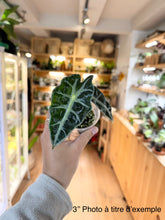 Charger l&#39;image dans la galerie, Alocasia polly
