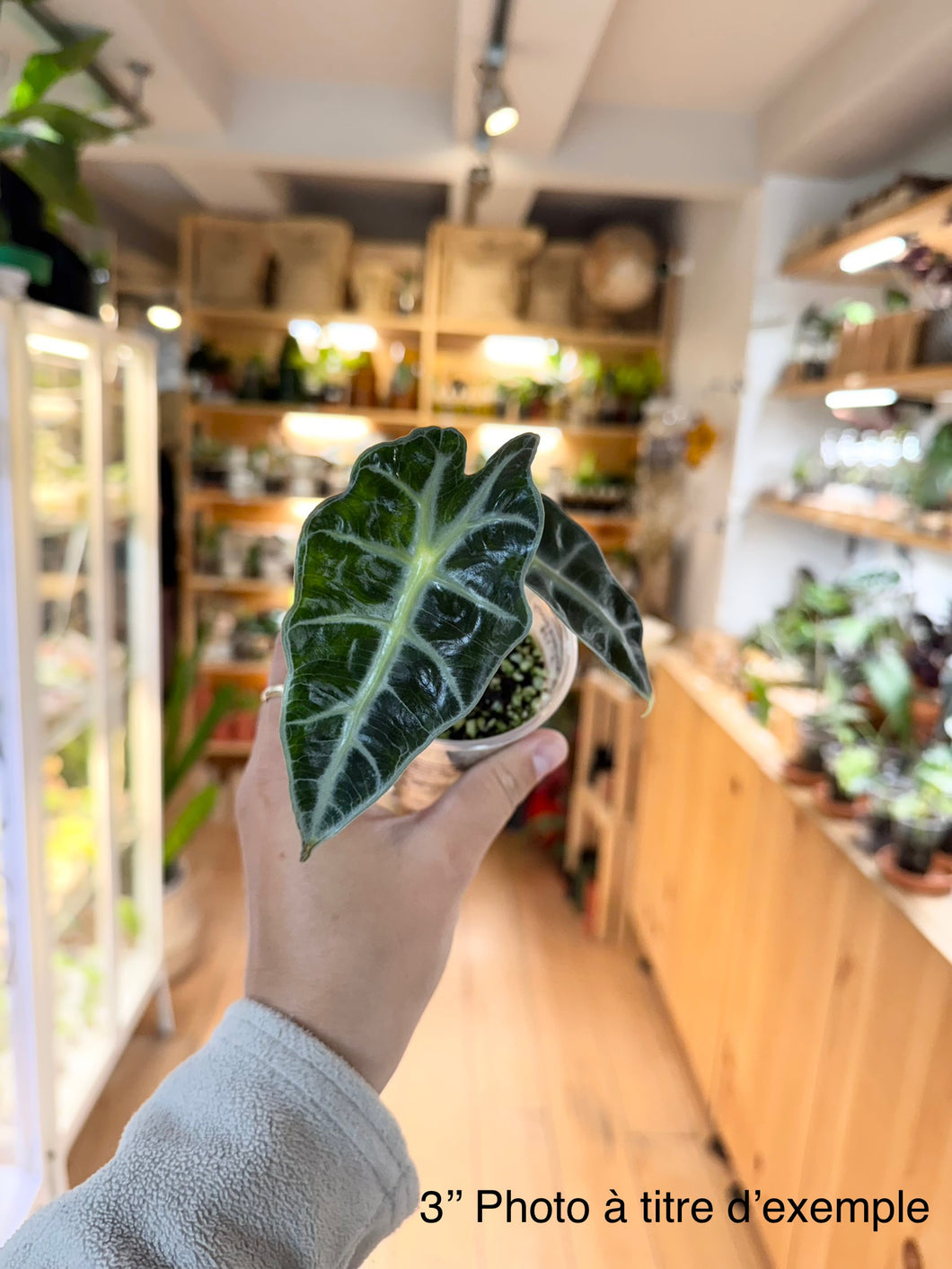Alocasia polly