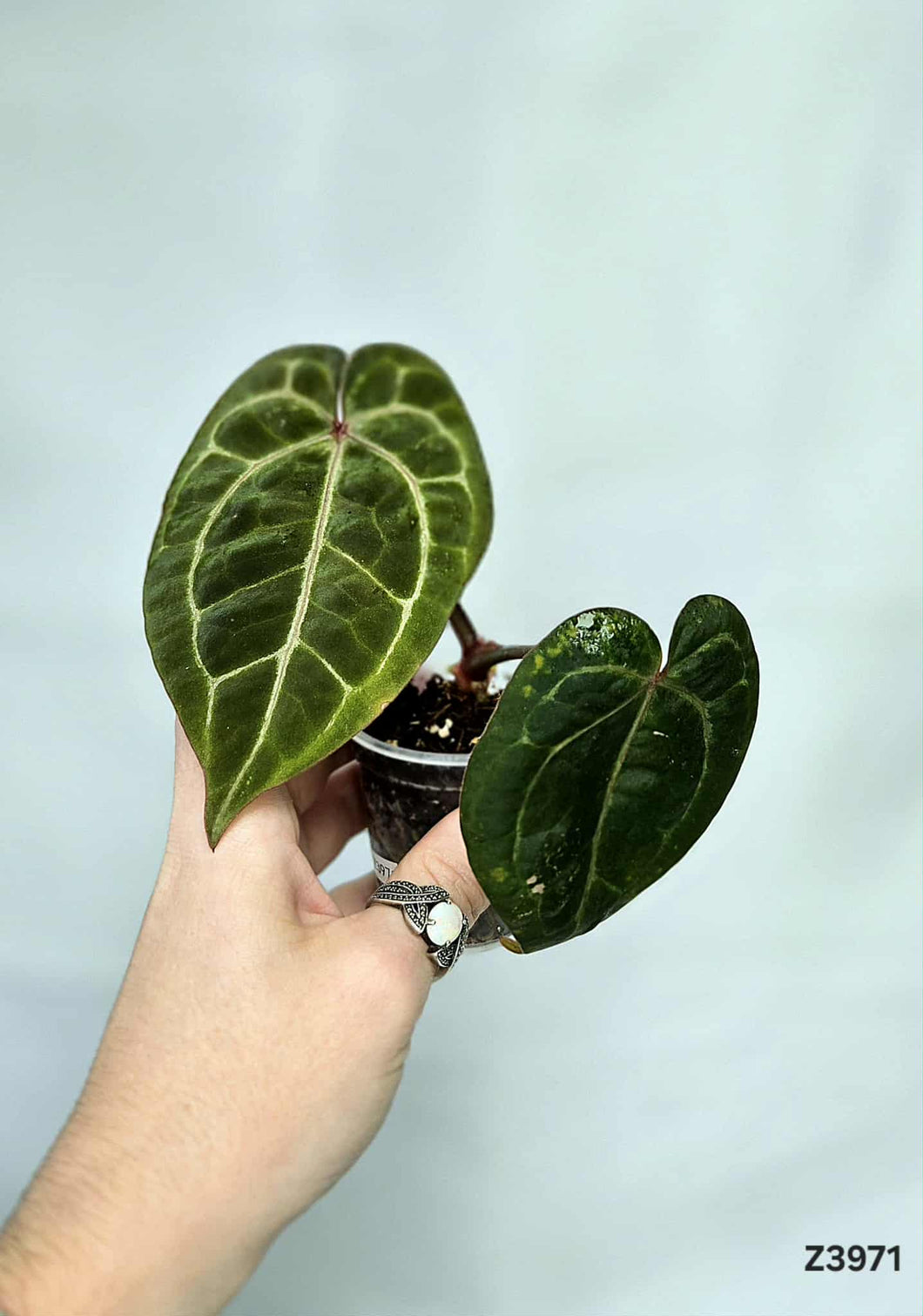 Anthurium michelle x ace of spade z3971