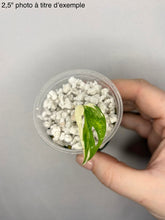 Charger l'image dans la galerie, Monstera Acuminata Albo
