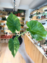 Charger l&#39;image dans la galerie, Alocasia gageana aurea
