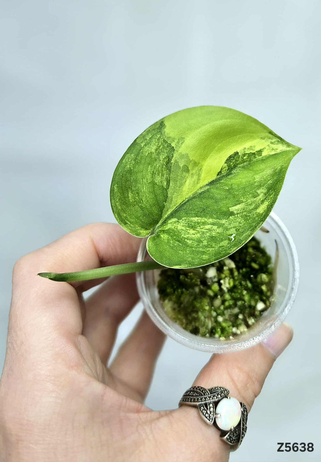 Scindapsus Jade Satin Variegata #Z5638